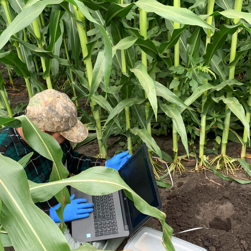 An Iowa State researchers installs a soil nitrate sensor in a corn field.
